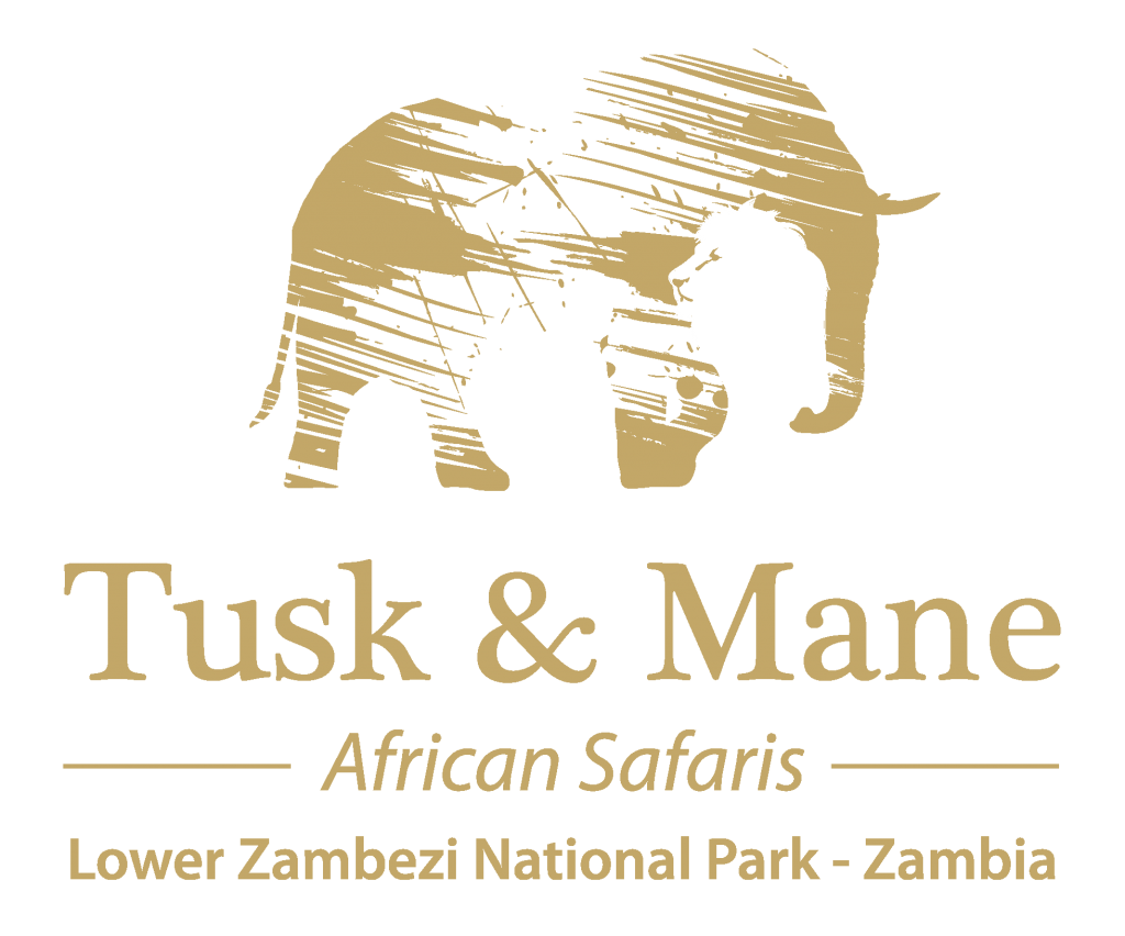 Tusk and mane logo