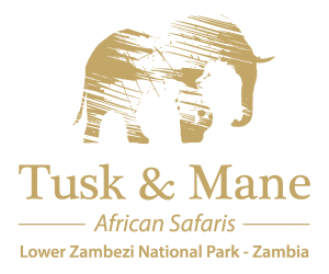 Tusk and mane logo