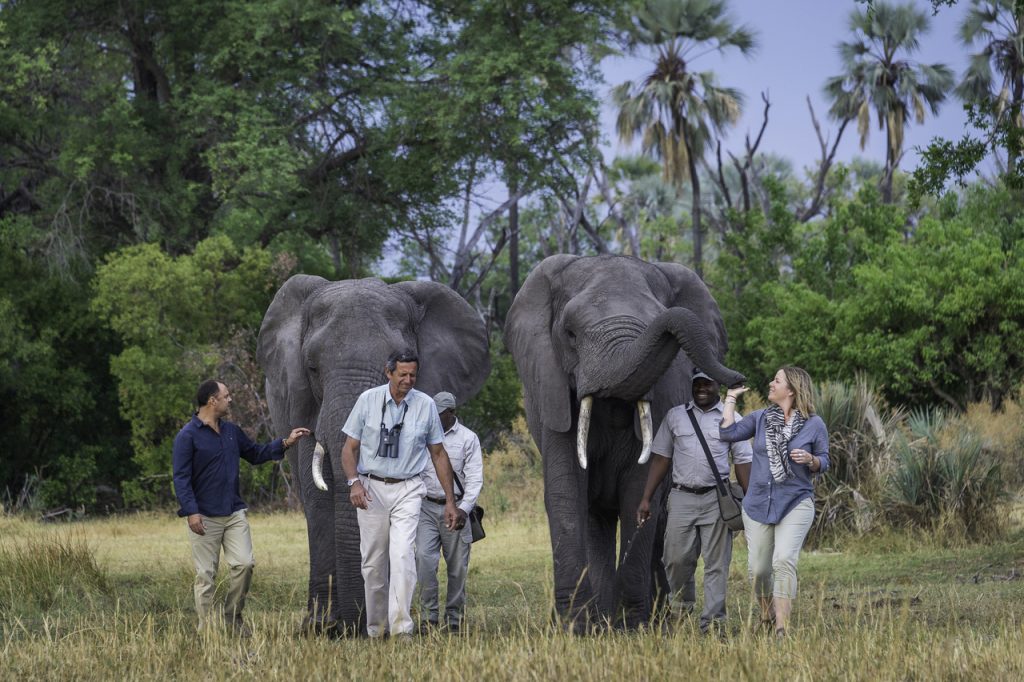 African Aerial Safaris experiences elephants