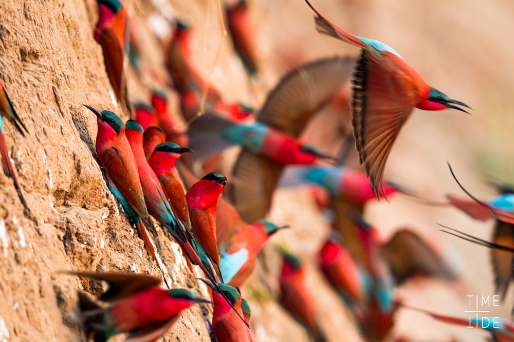 bird watching African Aerial Safaris