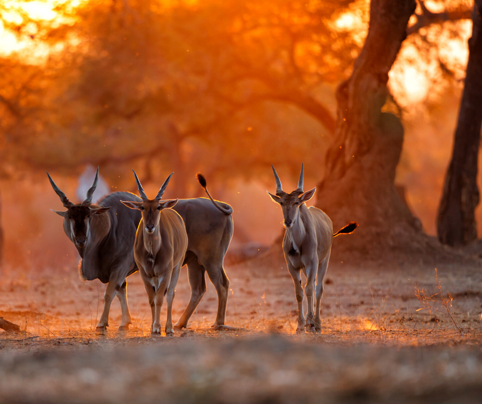 Eland African Aerial Safaris photography experience
