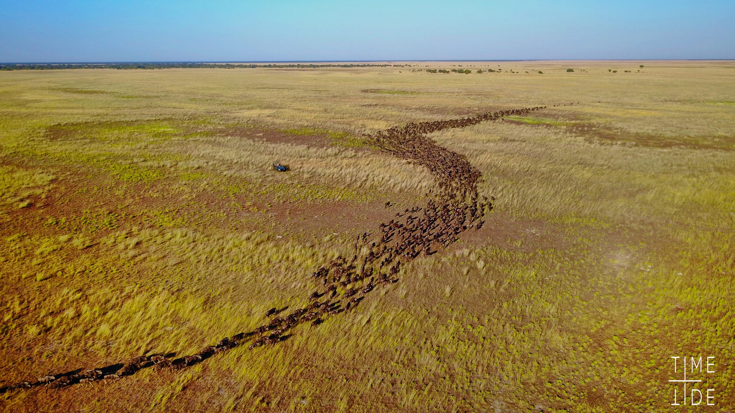 herd of wildebeest snaking across fields aerial view