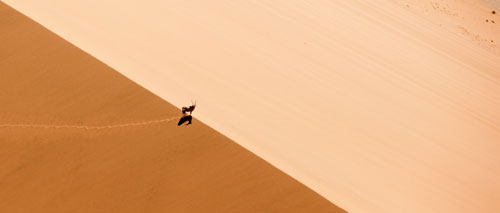 Oryx standing on dune