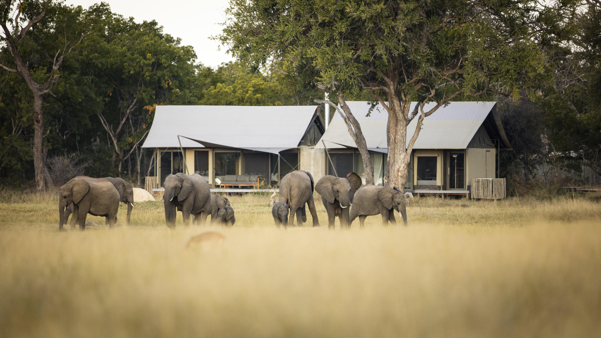elephants in front of hwange lodge