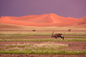 oryx walking against red sand dune