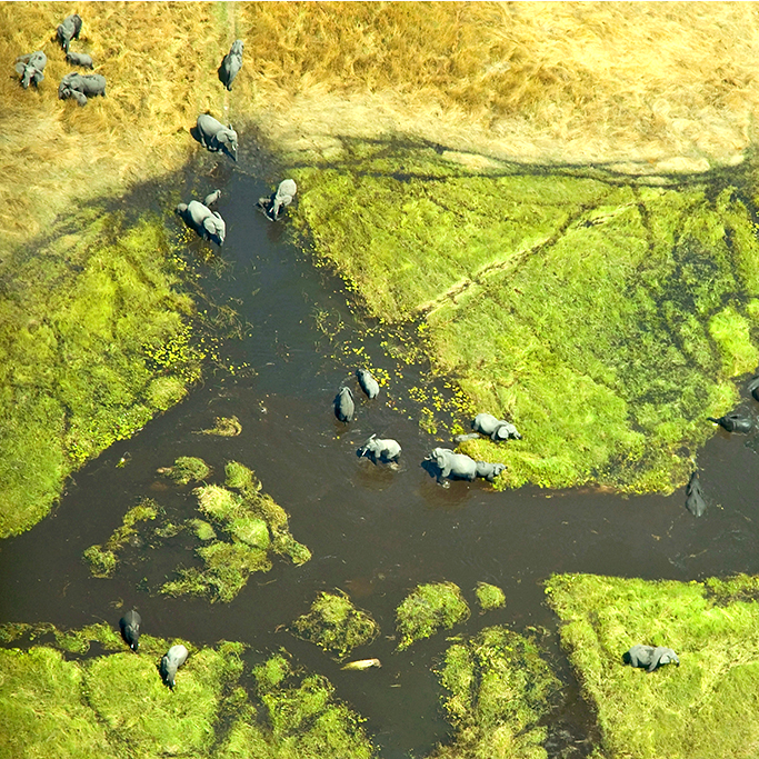 Aerial view of elephants in okavango delta