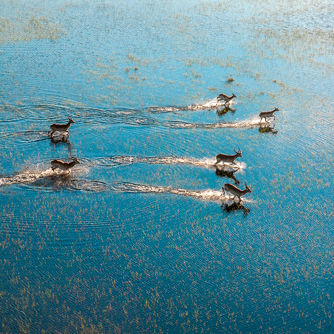 Letchwe's crossing water in Okavango Delta