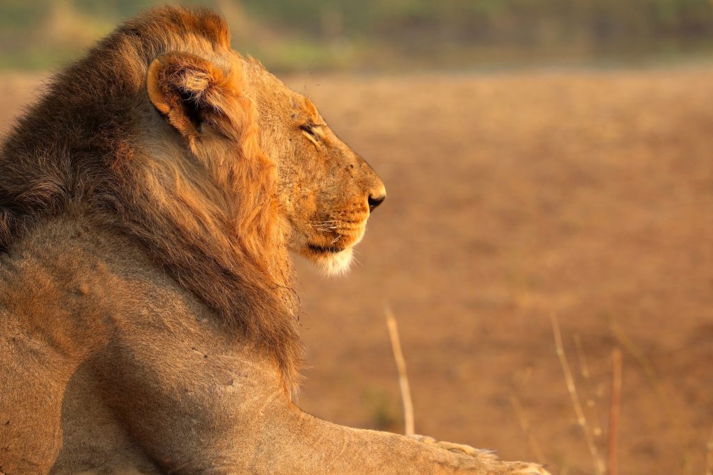 Male lion lying down