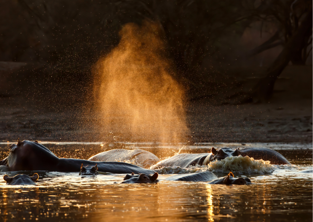 Hippos in water at sunset