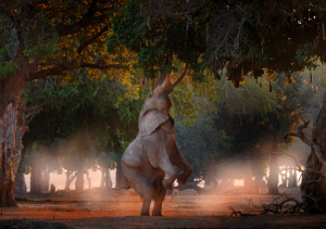 Eliphant standing on hint legs to eat mana pools