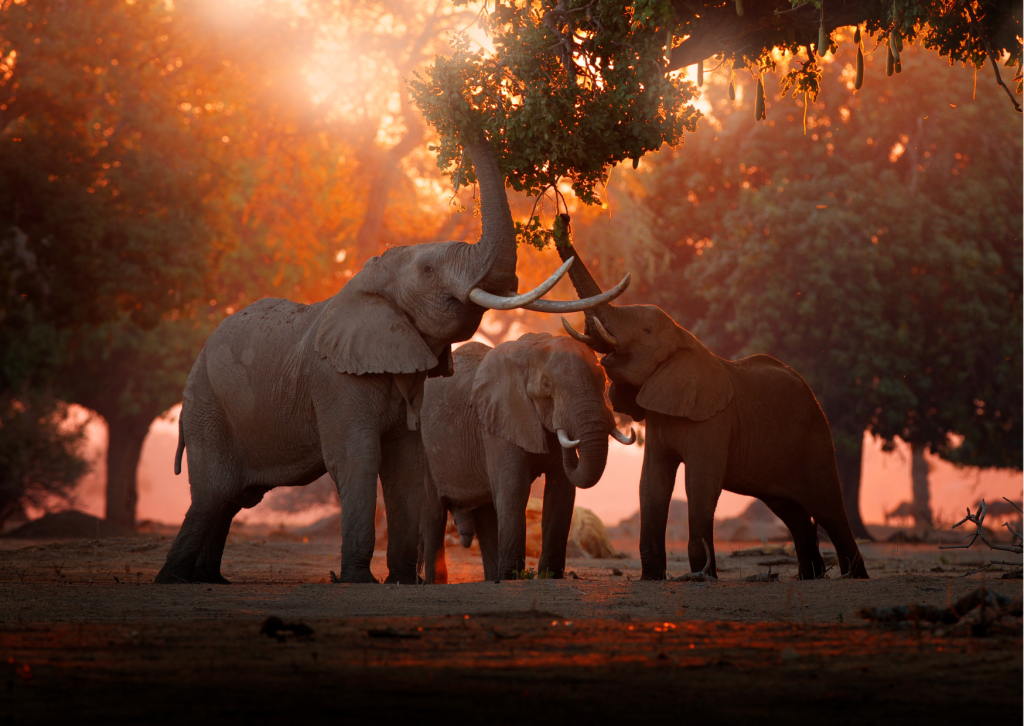 Elephants eating at sunset in Mana Pools on family safari