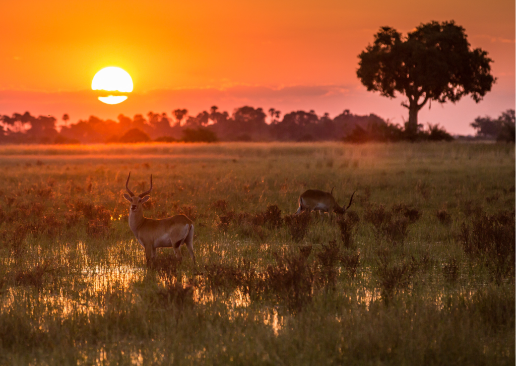 Puko dear standing in water okavango delta with african safaris sunset