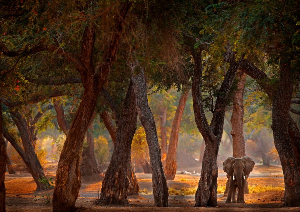 luxury safari mana pools elephant in woods
