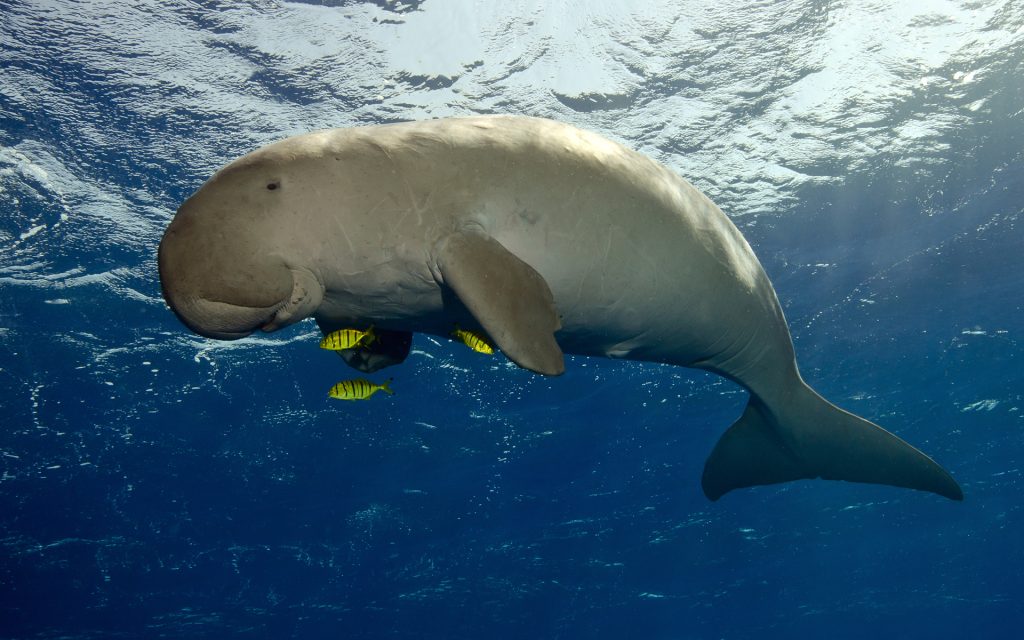 Dugong spotted swimming underwater on luxury safari holiday