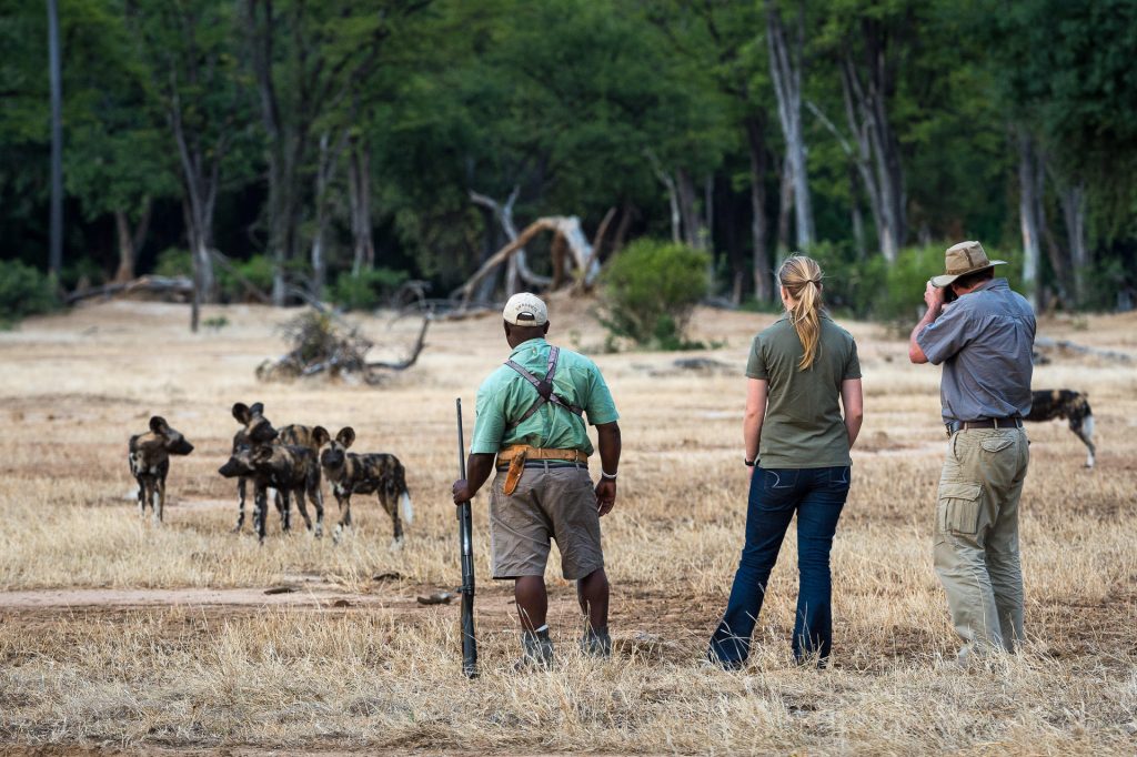 Walking safari encounter with wild dogs on luxury safari trip