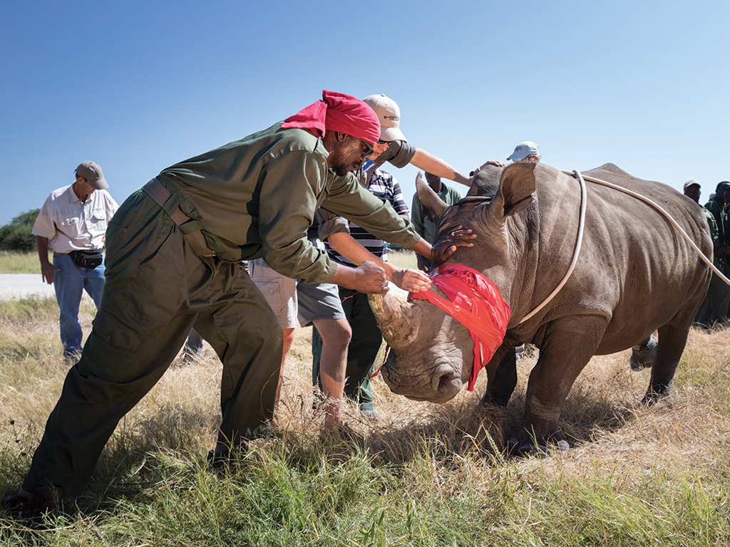 Rhino's without borders darting with game rangers