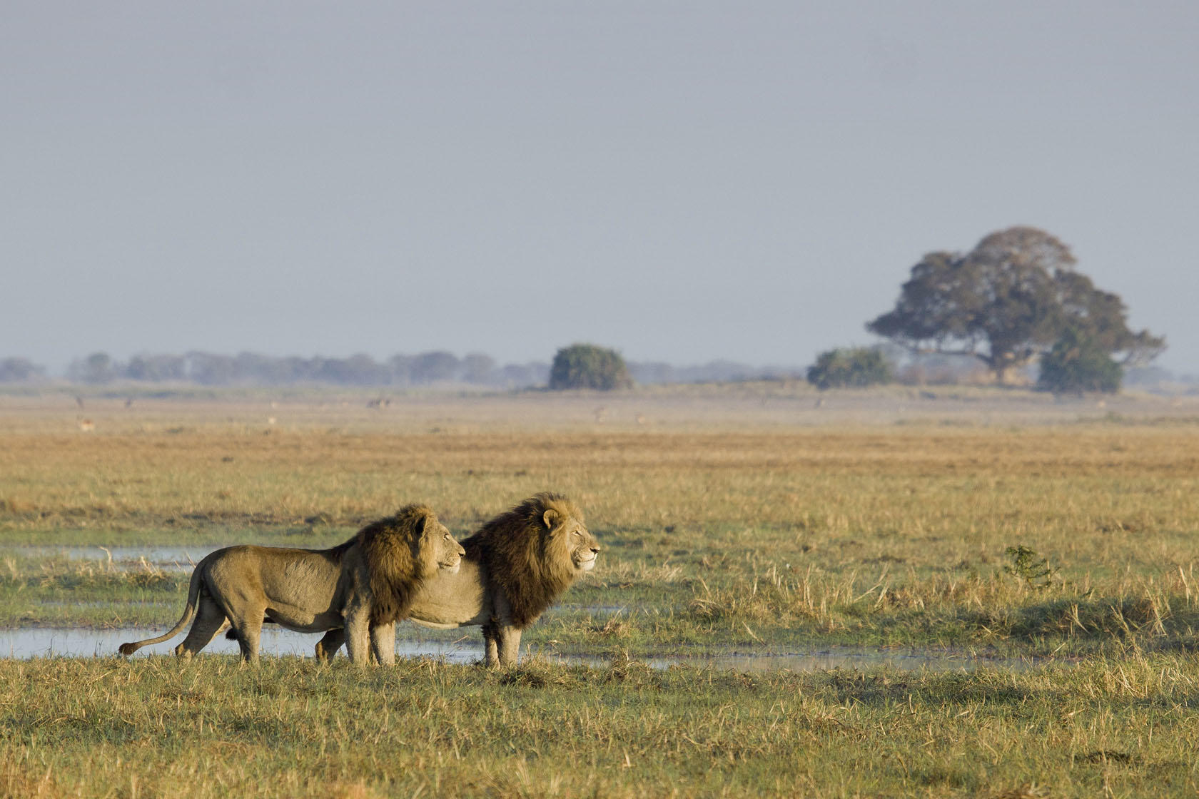 busanga plains lions