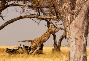 Leopard jumps from tree