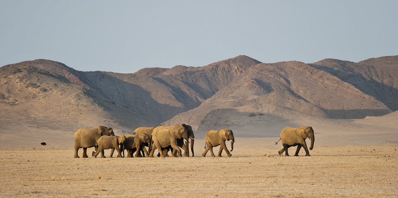 desert elephants in namibia on self-drive