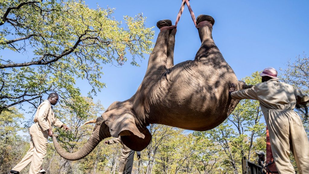 off loading an elephant