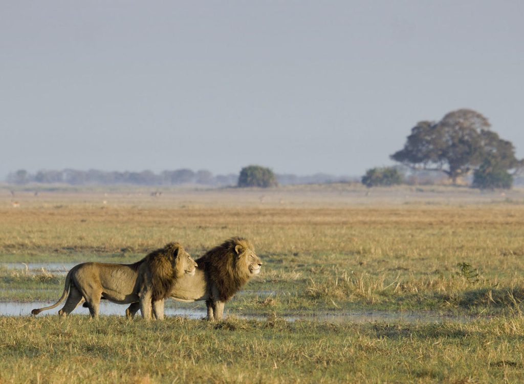 Male lions in a marsh. busanga plains