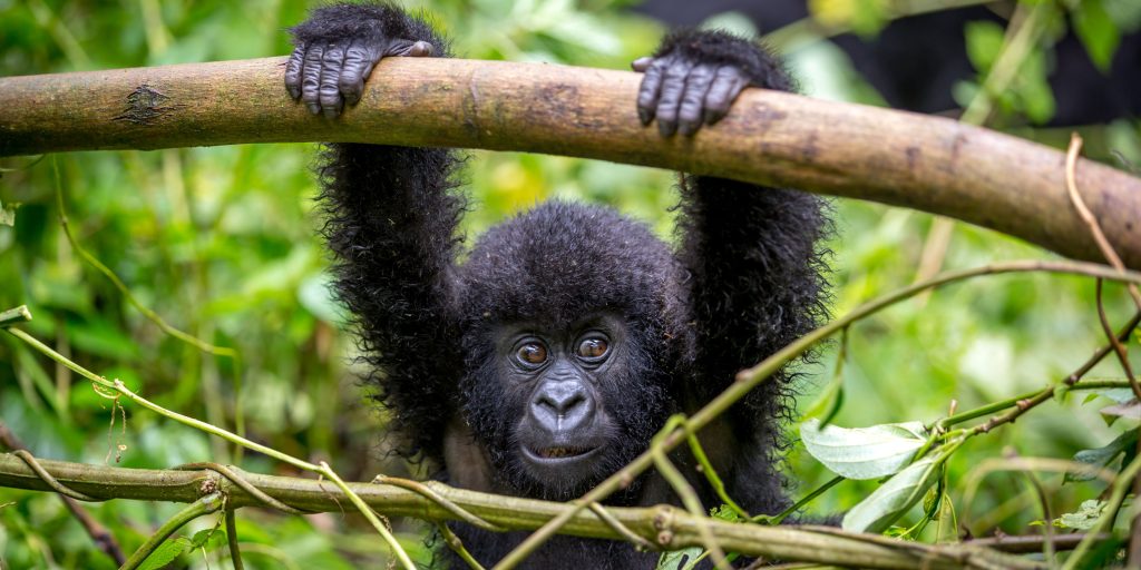 Baby gorilla hangs on branch in rainforest, rwanda