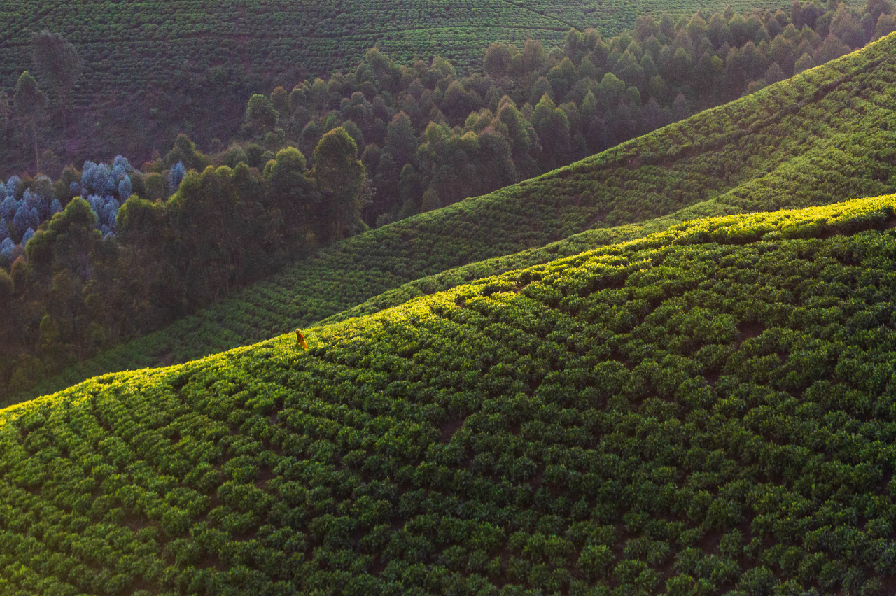 Tea plantations in Rwanda