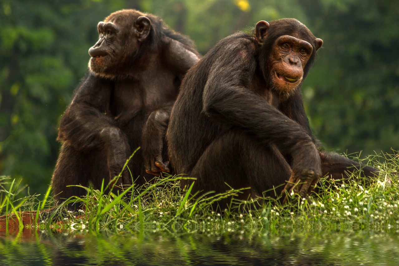 chimpanzees in nyungwe rwanda - visit Rwanda