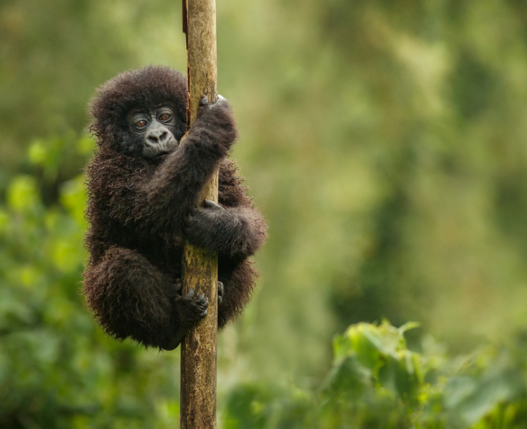 Baby gorilla - visit Rwanda
