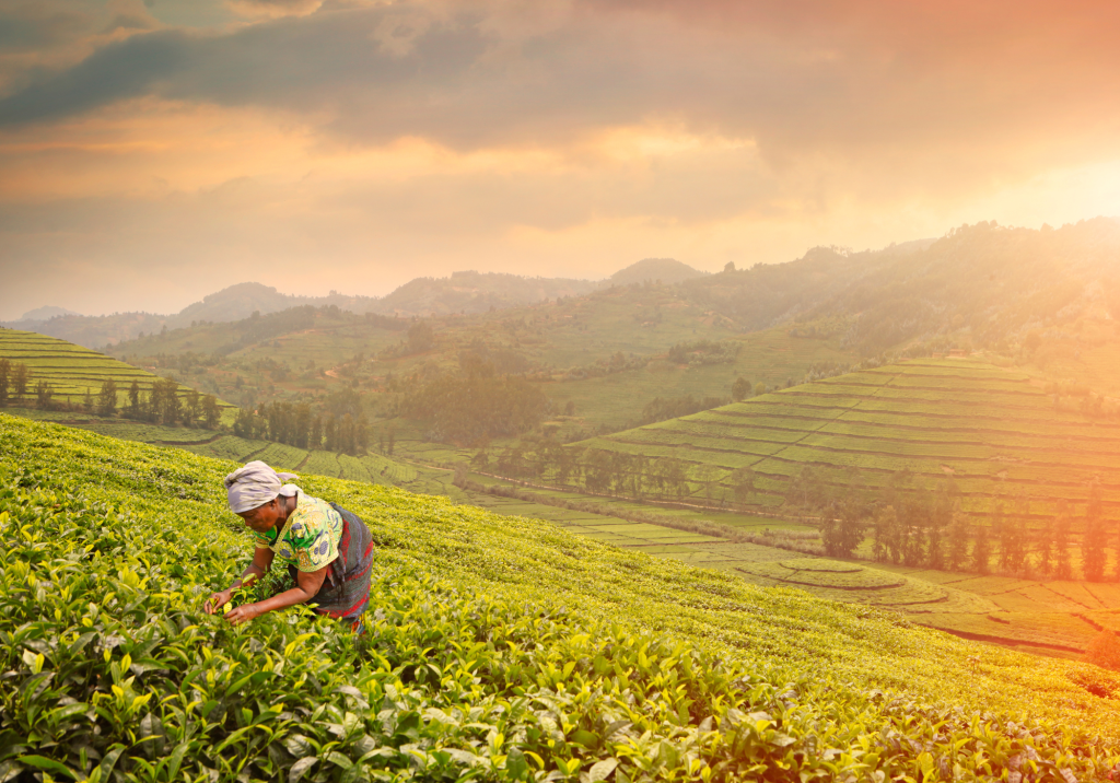 Women working in tea in Rwandan tea plantations - visit Rwanda