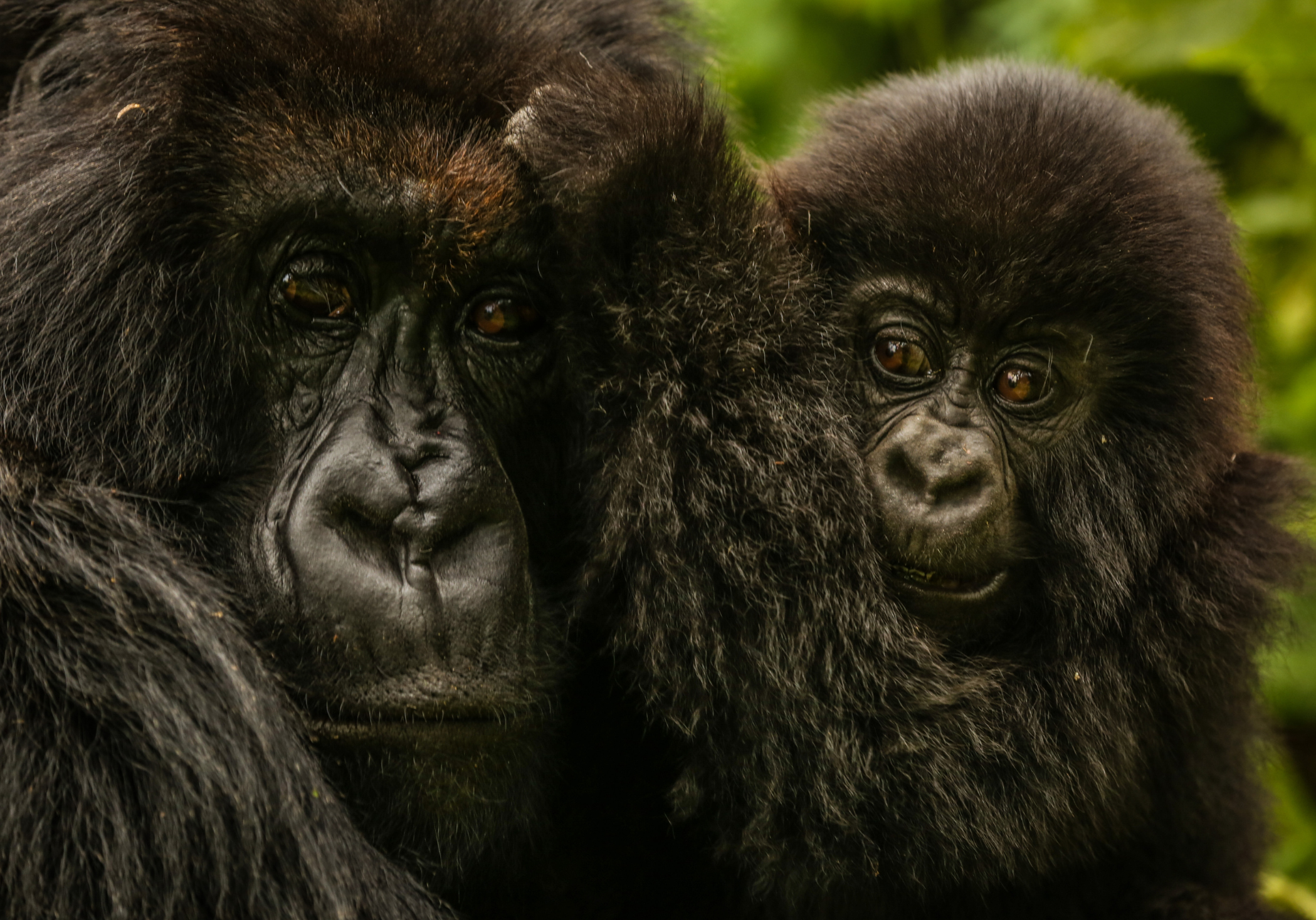 Mother with baby gorilla - visit Rwanda