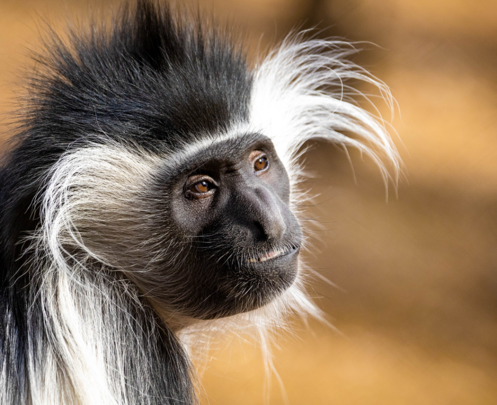 Colobus Monkey - visit Rwanda