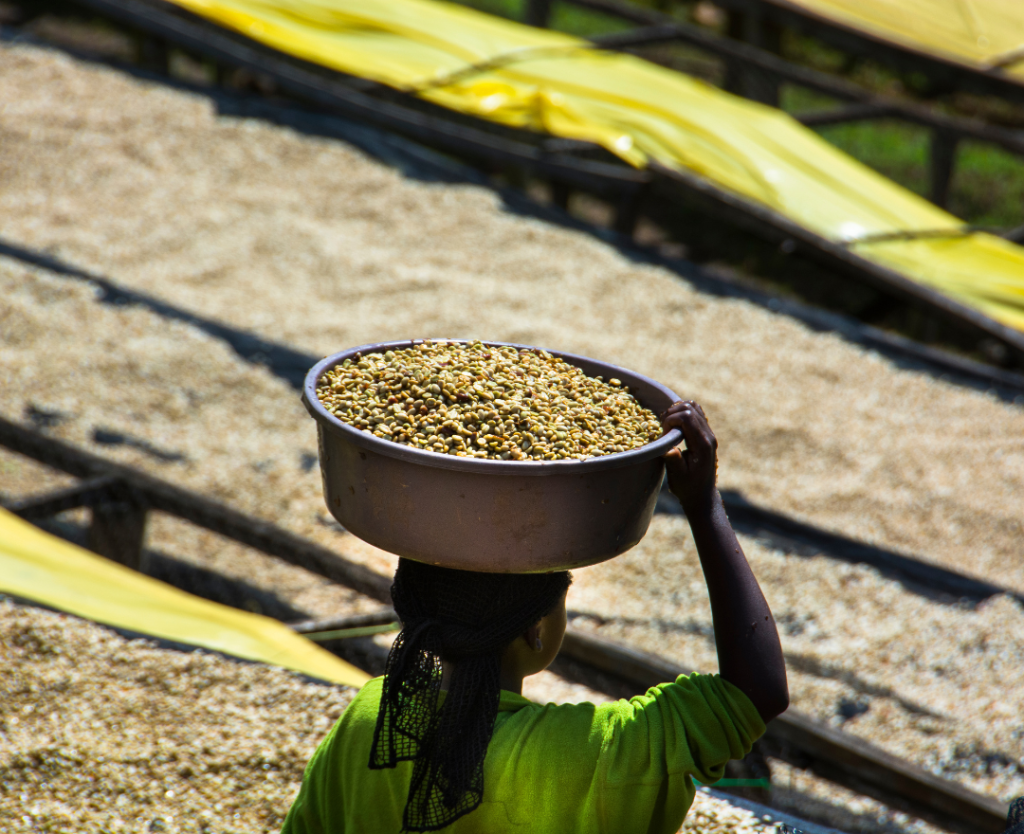 Lady carrying green coffee beans, VISIT RWANDA
