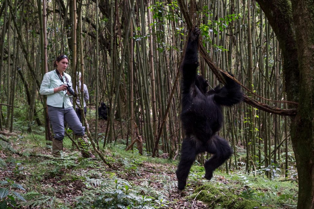 Gorilla interaction - visit Rwanda