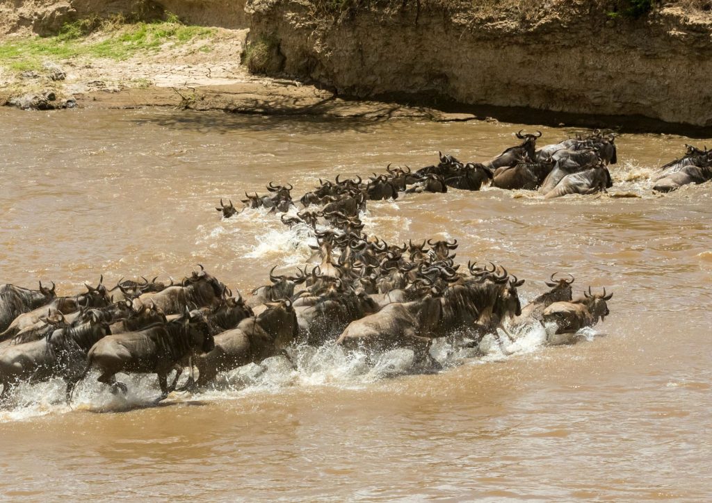 Great migration Mara river crossing