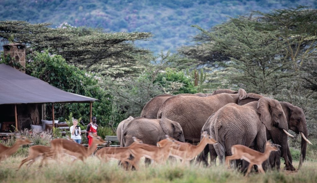 Elephants and Impala in front of the Enasoit Camp, Laikipia