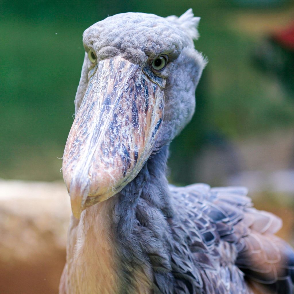 Shoebill bird Uganda