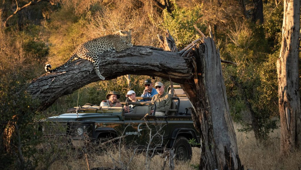 Leopard in tree viewed by Mala Mala guests